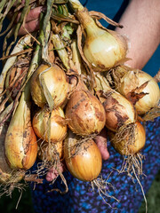 A onion in the hands of an elderly peasant woman