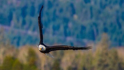 Bald Eagle in British Columbia CANADA