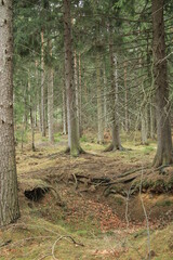 g&oacute;rki w lesie