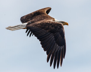 Bald Eagle in British Columbia CANADA