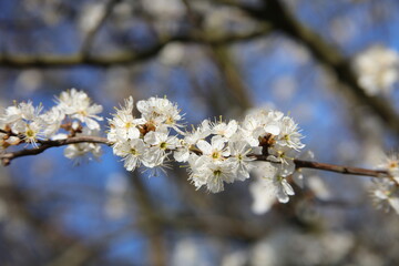 kwiaty na wiosnę na drzewie