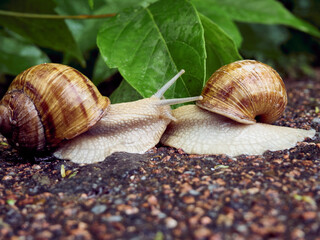 Date of two snails on a background of leaves