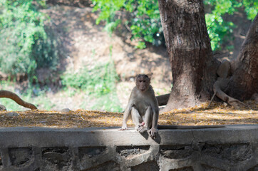 wild Monkey in a park in India