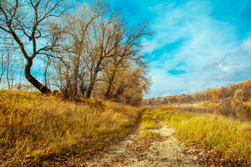 autumn landscape with trees