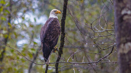 Bald Eagle in British Columbia CANADA