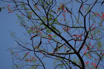 Sharp colours of a tree in India