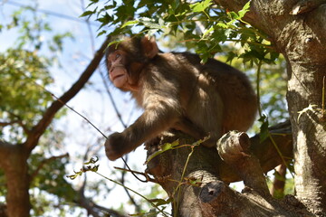 Curious Monkey