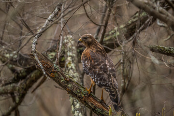 Cooper's hawk on a tree branch