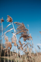 Reed