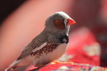 bird