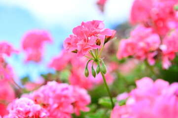 ピンクと赤のかわいいお花畑