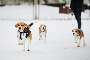 beagle in snow