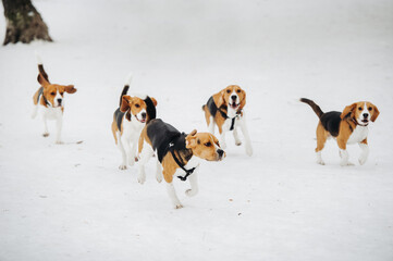 beagle in snow
