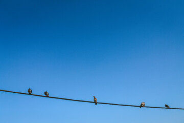 birds on wire