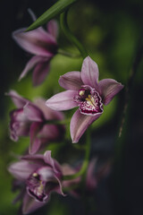 Obraz premium Orchid flower