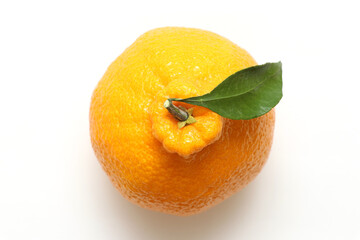 한국 제주 한라봉 귤