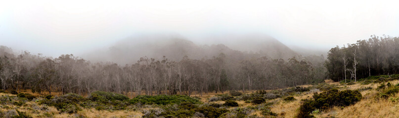 Fototapeta na wymiar Thick grove of Eucalyptus with coastal fog 