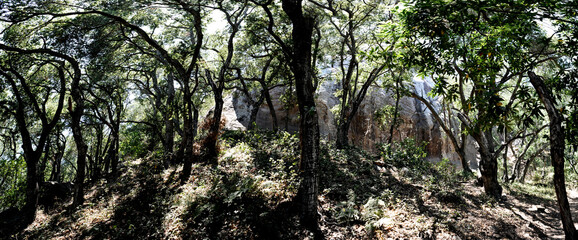 Fototapeta premium Oak forest composite 
