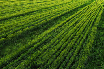 endless wheat field