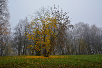 Naklejka premium Autumn fog in the park.A tree with yellow leaves drops foliage on green grass.Autumn landscape
