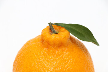 한국 제주 한라봉 귤