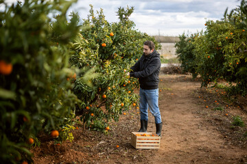 A man cuts tangerines from a tree and puts them in a box, harvesting on an orange plantation, tangerines on a tree, oranges growing on a tree. 4k video