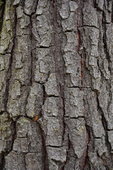 bark of a tree