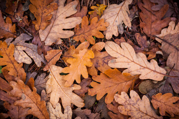 Background of fallen leaves in autumn