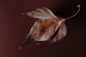 The beautiful colors of autumn - rusty  leaf	