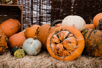 pumpkin and pumpkins