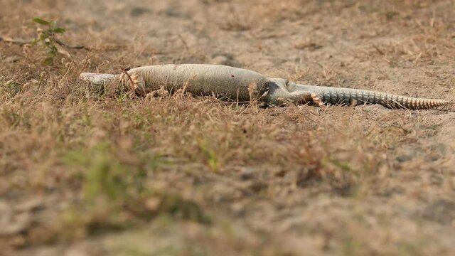 Close shot of a half dead spiny tailed lizard or Uromastyx taking some last breaths of life after attacked by an eagle in tal chhapar sanctuary rajasthan churu india