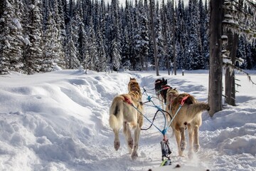 Dogsledding © Tade