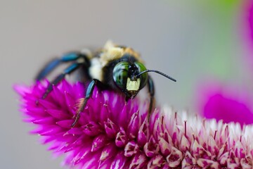 bee on flower