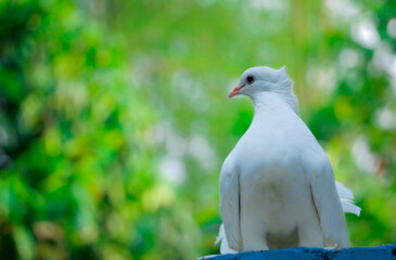 white dove on the tree