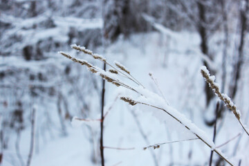 dry grass under the snow. Beautiful snowy winter forest with trees covered with frost and snow close up. Nature winter background with snow-covered branches. white frost on trees, white drifts Road