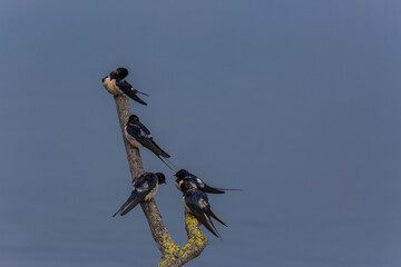 Barns swallows in Aiguamolls De L'Emporda Nature Reserve, Girona, Spain