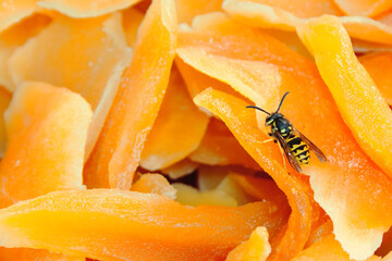 Fototapeta na wymiar Macro of a small fluffy bee collecting nectar on candied orange candied fruits.