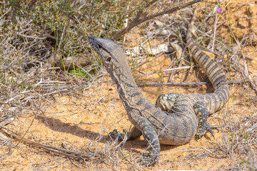 Rosenbergs Monitor (Varanus rosenbergi) seen west of Ravensthorpe in Western Australia