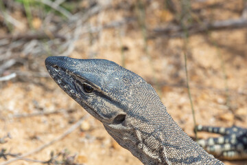Rosenbergs Monitor (Varanus rosenbergi) seen west of Ravensthorpe in Western Australia