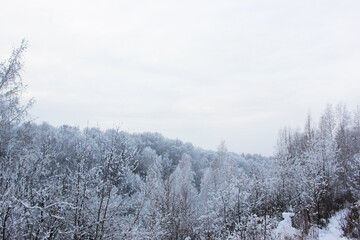 Beautiful snowy winter forest with trees covered with frost and snow close up. Nature winter background with snow-covered branches. white frost on trees, white drifts Road, trail in the winter forest