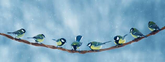 new year's card with lots of little bird Tits sitting on a branch in the winter garden under white snow