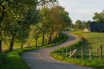country road through fields in spring time in golden sunlight