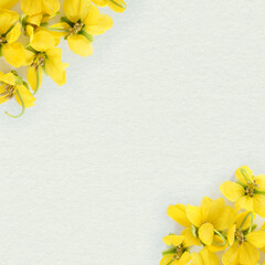 Yellow flowers on paper background. flat lay, top view, copy space