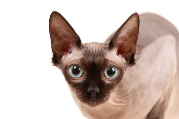 Closeup sphynx cat on white. Bald cat. Naked cat. Hairless cat