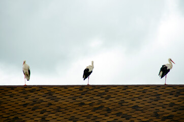 Three storks stand on one leg on the tiled roof of the house.