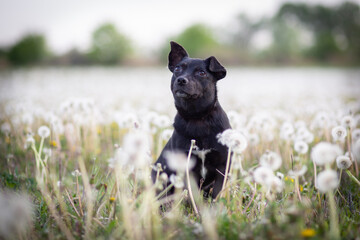 cute black dog in a flower field