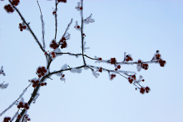 red frozen rowan berries. Beautiful snowy winter forest with trees covered with frost and snow close up. Nature winter background with snow-covered branches. white frost on trees, white drifts Road