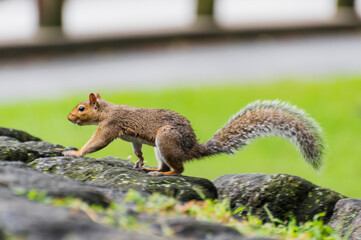 Naklejka na ściany i meble Squirrel in Central Park, New York.