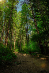 Obraz premium picturesque green forest landscape highland Carpathian mountains region environment space wilderness place without people here with high trees