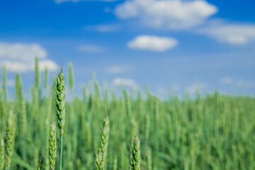 Fototapeta premium green field wheat cereals agricultural farm land environment space in clear weather spring season time wallpaper concept picture and blue sky background scenic view